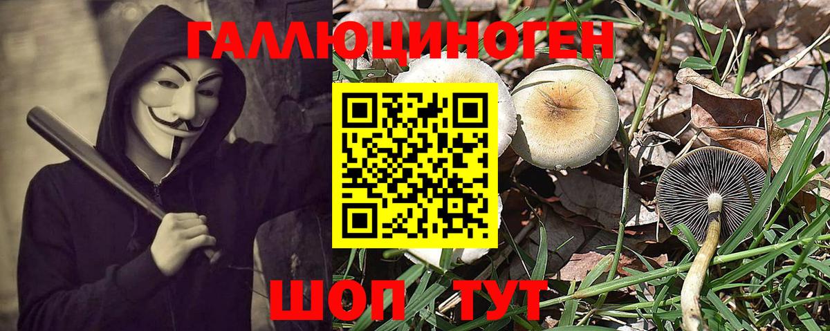 Галлюциногенные грибы Psilocybe Северобайкальск