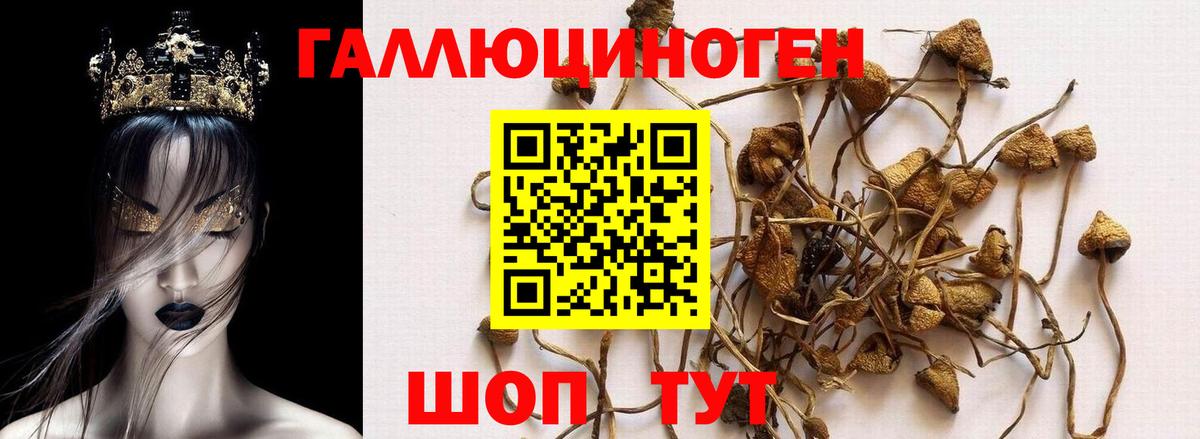 Псилоцибиновые грибы Psilocybe  Псилоцибиновые грибы Psilocybe  Северобайкальск 